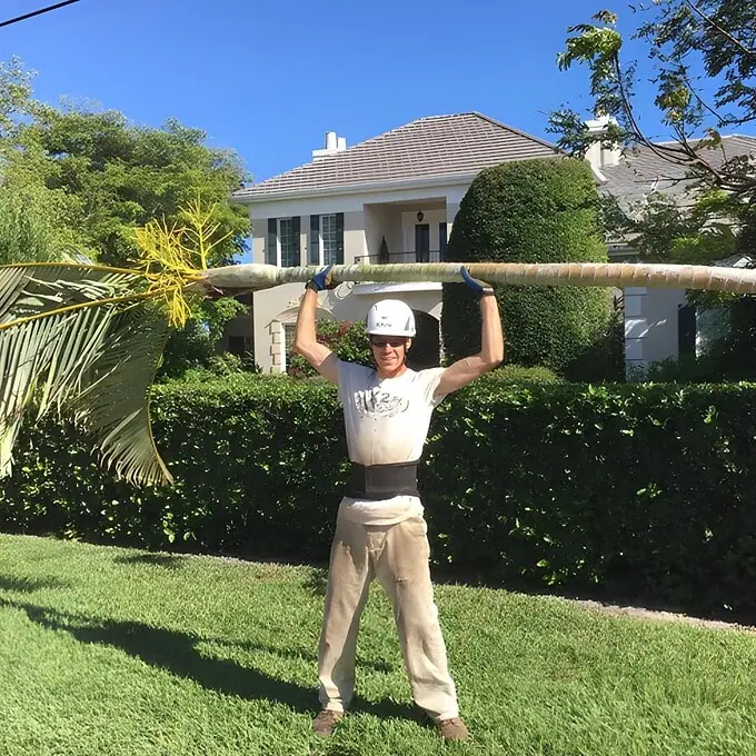 Art, owner of Art's Tree Service, working on a Sarasota property